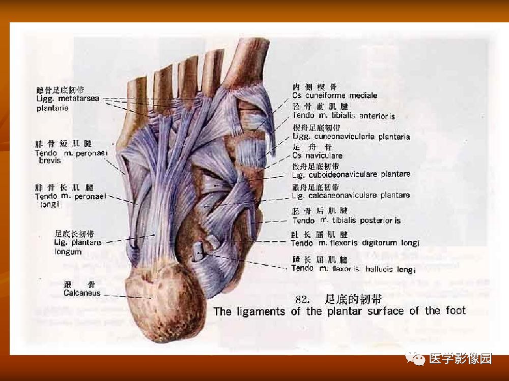 踝关节韧带的解剖及影像表现