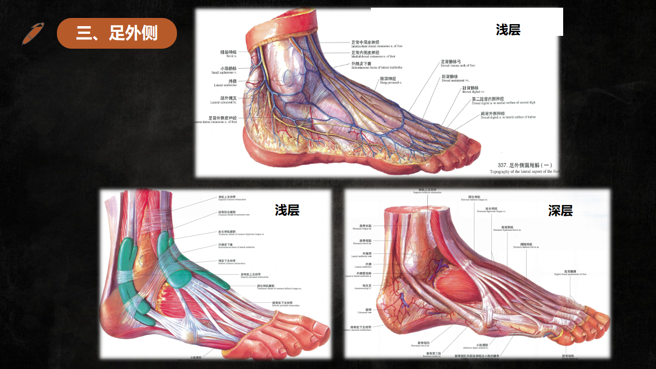 足踝部解剖及影像学诊断基础必备