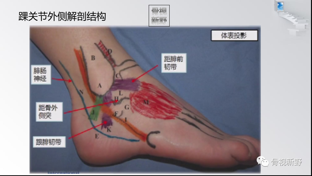 踝关节解剖高清图解,值得收藏!