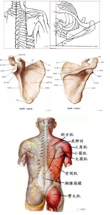 肩胛骨位于第2～7肋骨间,下角位于第7～8肋骨间; 内缘与脊柱夹角约3