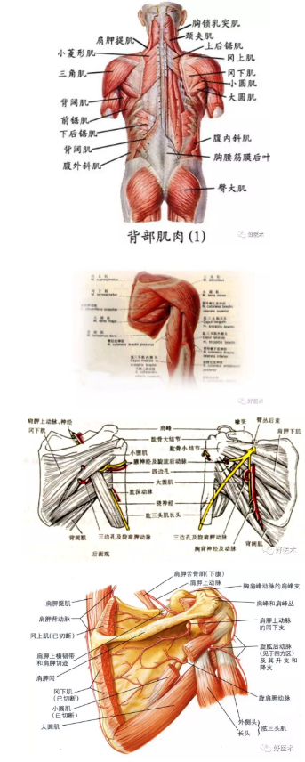 应用解剖 肩胛骨周围肌肉: 斜方肌,大小菱形肌,肩胛提肌,背阔肌,前锯