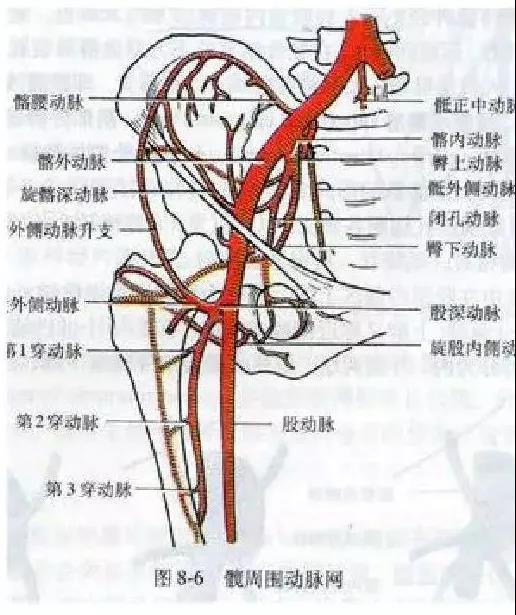 组成①两侧为旋股内,外侧动脉的分支②上部为臀上,下动脉的分支③