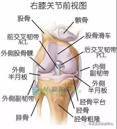 膝关节解剖图谱-值得收藏