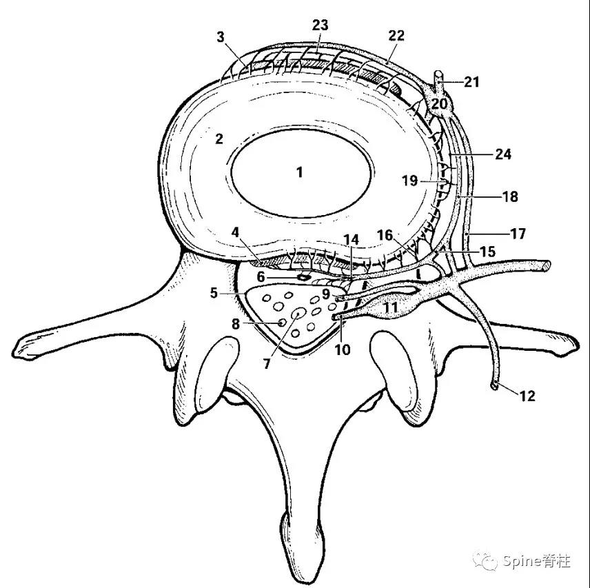 3,脊膜支(meningeal branch),又称窦椎神经(sinuvertebeal nevers)