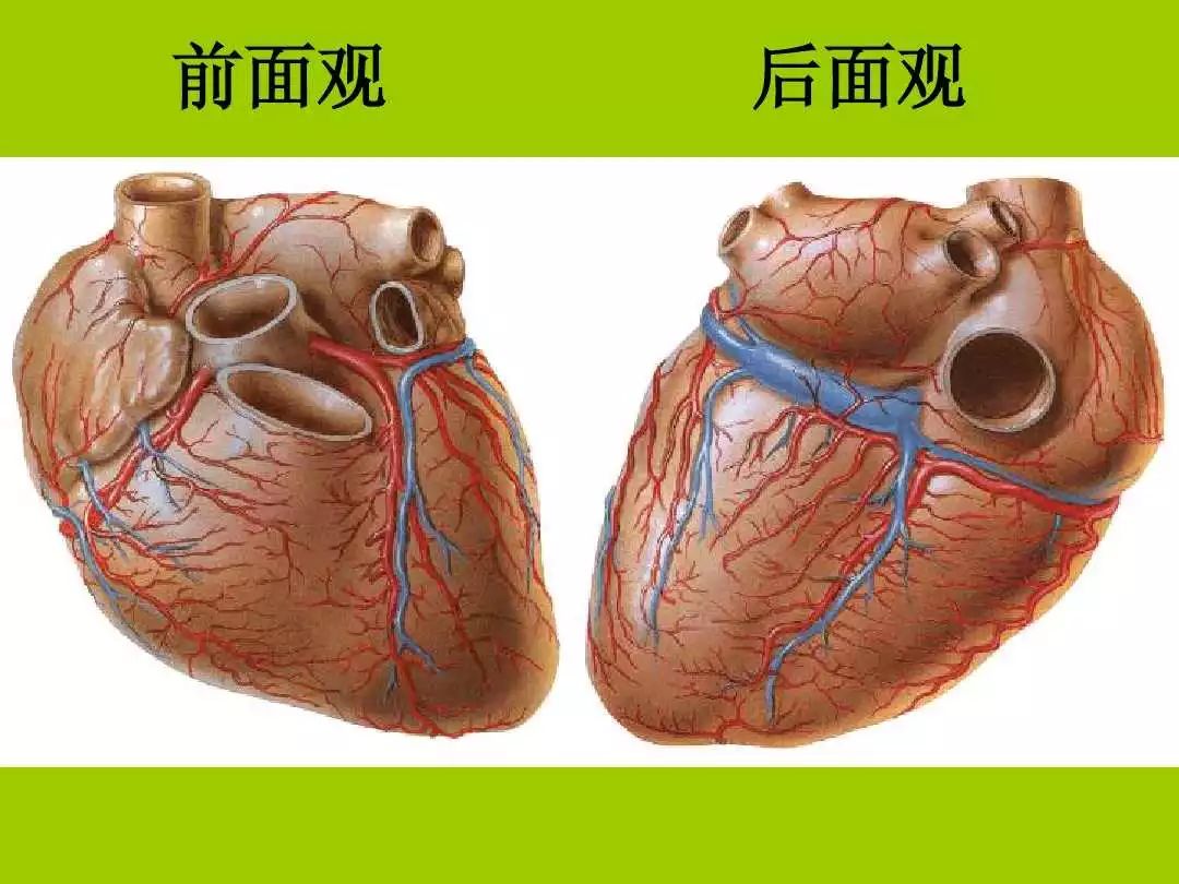 心脏瓣膜解剖示意图-图库-五毛网