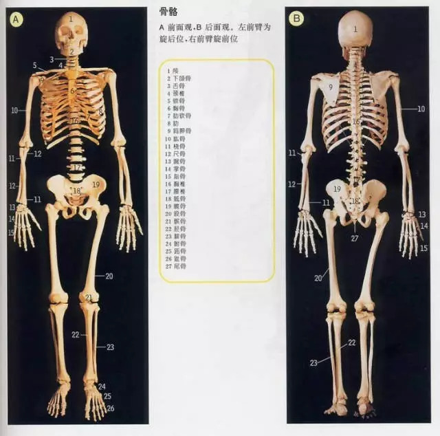 最高のコレクション人体解剖画像 オンライン画像ギャラリー