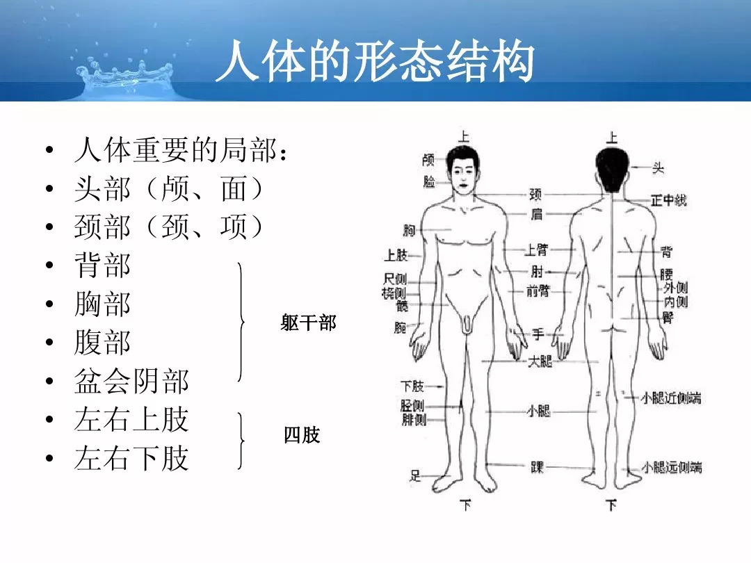 人体肌肉图解、人体各个肌肉部位名称图解（健身者必知）_训练