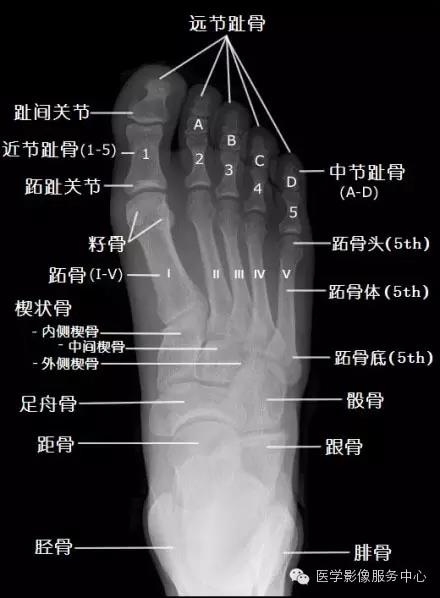 骨关节系统x线解剖图谱