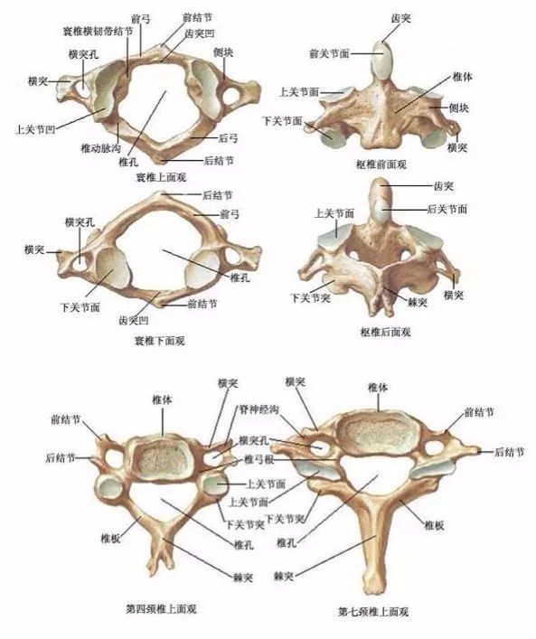 1,解剖特点