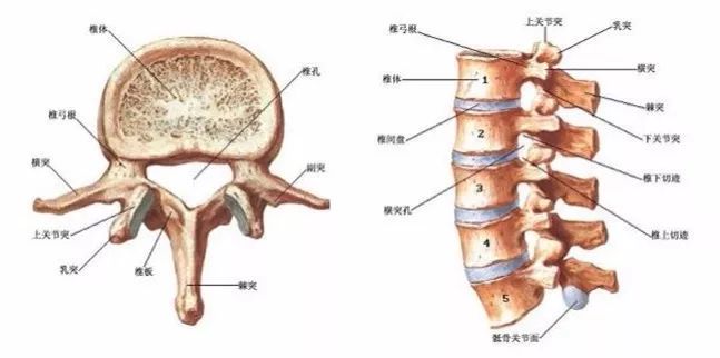 矢狀面角度:t1:25度;t2:20度;t3:15度;t4-9:10度;t10:5度;t11-12:0度