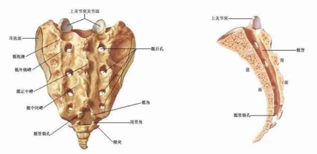 1,解剖特点